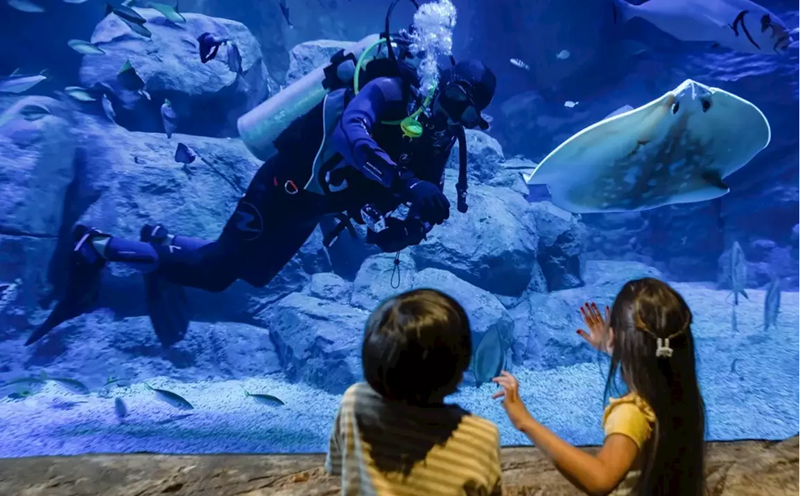 1. Dive into fun at Marassi Aquarium & Underwater Zoo (and Wibit Fun!)